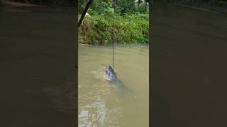 Unbelievable Stump Hook Challenge Fishing Videofishfishvideoshorts [upl. by Walworth]