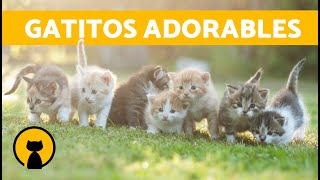 Vídeos de GATOS GRACIOSOS y ADORABLES 🐱 ¡Gatitos Maullando Jugando Llorando y Peleando [upl. by Jacquenetta]