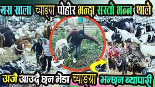 सस्ताे यस साला पाेखरामा च्याङ्ग्रा पाेहाेर भन्दा II Himalayan Goat Changra In Pokhara For Dashain [upl. by Hilaria]