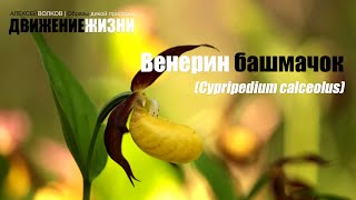 Венерин башмачок Cypripedium calceolus [upl. by Airbma955]