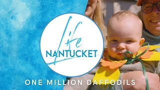 Nantucket Life One Million Daffodils 50422 [upl. by Heiney546]