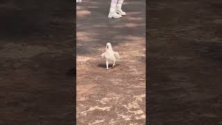 Nice parrot 🦜 Dance shortvideo  please subscribe to my channel ♥️♥️ [upl. by Diamante]