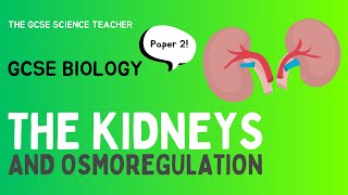 GCSE Biology The Kidneys AQA OCR Edexcel [upl. by Iey351]