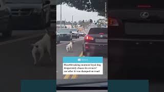 Heartbreaking moment abandoned dog chases its owners car after it was dumped on the road [upl. by Esinyt]