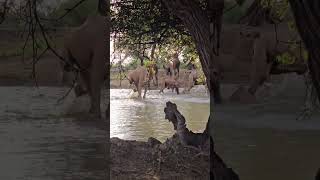 travelcamel animals camel lion camelcamelcamel wildlife lion safari camells [upl. by Nemrak]