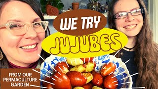 TasteTesting Jujubes Ziziphus jujuba from Our Garden [upl. by Novel]