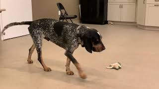 Adopting A Bluetick Coonhound From A Shelter [upl. by Hgielak456]