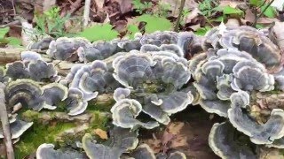 Medicinal Mushrooms for MS blood pressure diabetes immunity [upl. by Avi]