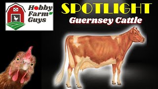 HFG Farm Animal Spotlight Guernsey Cattle [upl. by Noissap]