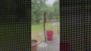 Bagworm in a rarely seen stage of its life filmed in Florida bugs wildlife insects weird [upl. by Laraine493]