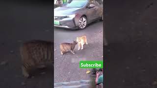 2 cat fighting animals wildlife [upl. by Buatti]