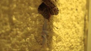 leopard slugs mating [upl. by Klemens]