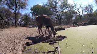 Bushbuck Mercy Kill [upl. by Ecneitap]