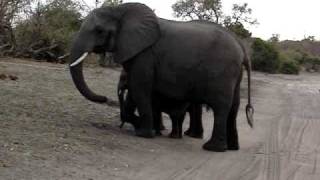 Baby elephant sneezes and scares himself [upl. by Rambort]