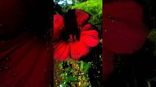 Red colour beutyful flowars  short video sri lanka😍💚🌹 [upl. by Anabel703]