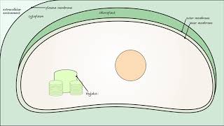 Photosynthesis  Photorespiration pt 2 [upl. by Dayna]