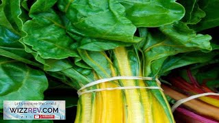 Canary Yellow Swiss Chard Seeds at 99pack Grow Organic Swiss Chard Review [upl. by Down]