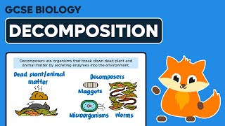 Decomposition amp Decomposers  GCSE Biology [upl. by Aracaj]