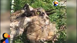 SCARED Owl Rescued From Soccer Net  The Dodo [upl. by Naryk]