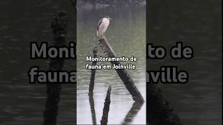 Monitoramento de fauna em JoinvilleSC [upl. by Frulla]