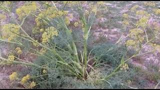 نبات الكلخ ferula communis l [upl. by Hpotsirhc]