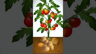 Tomato  potato in a single plant experiment potato tomato [upl. by Kosey]