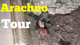 March Tarantula Update Video [upl. by Findley927]