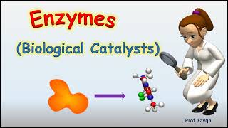 What are enzymes Cofactor Coenzyme and Prosthetic group class11 [upl. by Haimorej]