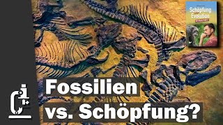 Fossilien Argumente für oder gegen Schöpfung Schöpfung oder Evolution 81 [upl. by Osnola]