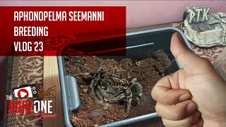 Vlog 23 Aphonopelma seemanni Breeding [upl. by Adelbert238]