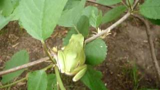 hyla arborea European Tree frog [upl. by Aicelef555]