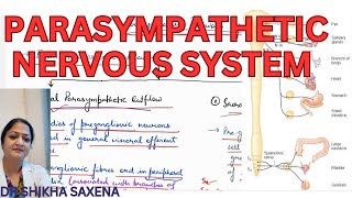 Parasympathetic nervous system carniosacral outflow diagrammatic representation [upl. by Girish]