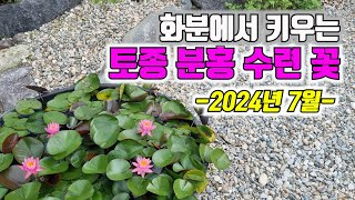 대형 화분에서 키우는 토종 분홍 수련 꽃  2024년 7월 지리산골 작은정원 [upl. by Riley]