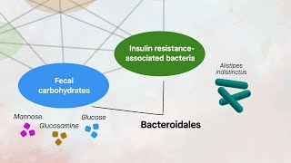 This gut microbe might protect against diabetes and reduce insulin resistance [upl. by Boy618]