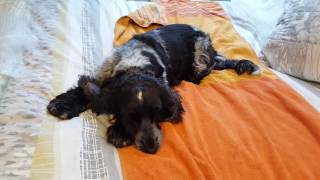 Tilly 6 Week Pregnant Update  English Show Cocker Spaniel [upl. by Eve848]