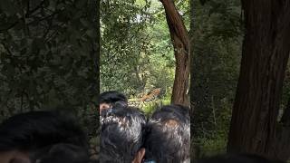 Ranthambore Tigress came out of the jungle aarzookhurana shortvideo ATRwithAarzoo ranthambore [upl. by Valdis]