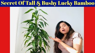 Secret of a tall and bushy lucky bamboo  Lucky Bamboo Fertilizer  Dracaena Sanderiana [upl. by Gerladina]