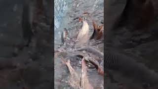 🐟 🐟 Amazing Big Rohu Fish farming in Bihar 🐠 🐟 fishing shorts shortvideo farming [upl. by Jacintha]