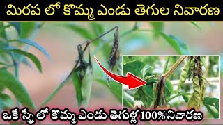 మిరప లో కోమ్మా ఎండు తెగుల నివారణకు ఈ ఒక స్ప్రే చాలు  Chilli Dieback Disease Control in Telugu [upl. by Aivan]