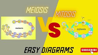 Easy diagram of Mitosis vs Meiosis Side by Side Comparison [upl. by Lubin671]