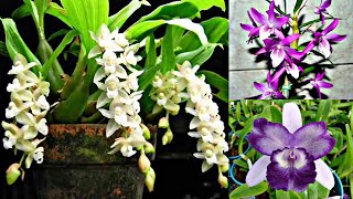 Promoção de dendrobium pholidota chinesis e Catleyas [upl. by Ennyl]