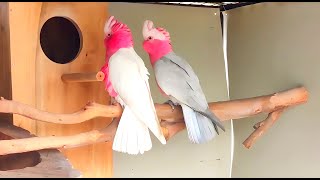 Lutino Galah Cockatoo Mutation White Gala Cockatoo [upl. by Leontina820]