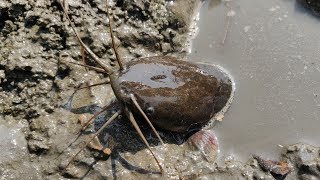 Best Hand Fishing  Boy Catching Catfish From deep fish hole  Traditional Fishing [upl. by Utimer]