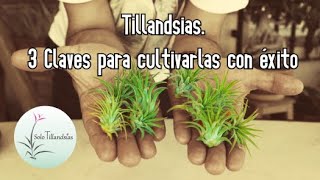 Tillandsias 3 Claves para Cultivarlas con Éxito [upl. by Leith800]