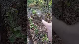 New Funnel Spider Web Found During Walk In The Woods spiderweb spidersoftheworld shorts [upl. by Yramesor810]