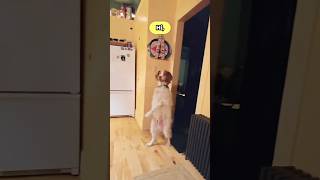 HUMAN DOG comedy funny lol dog animal animals [upl. by Ahcim]