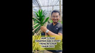 Agro Sohor Sukabumi  Janet Craig  Dracaena Compacta  Tanaman Hias [upl. by Jerrol]