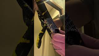 Unboxing a Snake [upl. by Gower]