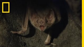 Vampire Bats Biting People  National Geographic [upl. by Raven]