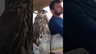 Falconry with peregrine falcon falconry peregrinefalcon [upl. by Erny354]